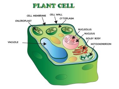 plant cell structure clipart