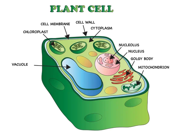 Estructura de células vegetales — Foto de Stock