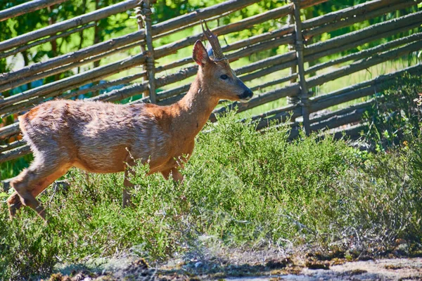 Deer Eat Our Plot — Stock Photo, Image