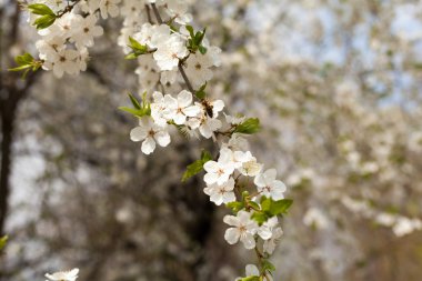 Çiçek açan elma dalları.