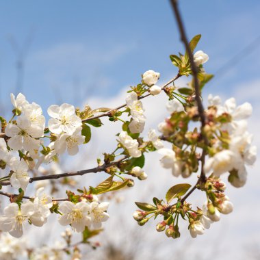Çiçek açan elma dalları.