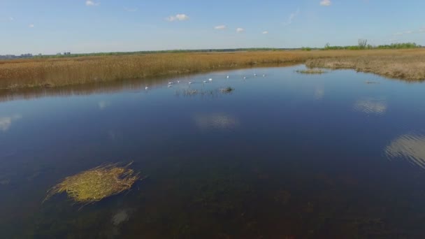 Létající labutě na jezeře — Stock video