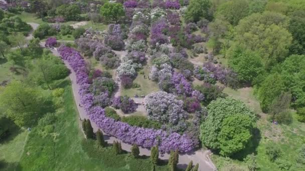 Blühender Flieder im botanischen Garten. Luftbild. — Stockvideo