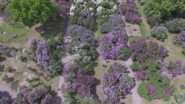 Blühender Flieder im botanischen Garten. Luftbild. — Stockvideo