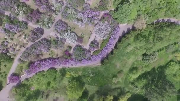 Blommande Syren i botaniska trädgården. Flygfoto. — Stockvideo