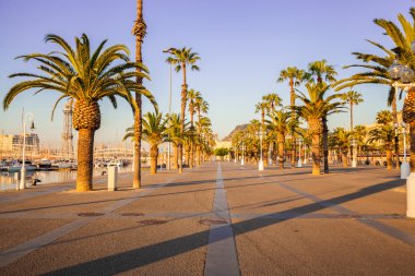 Bulvarı palmiye ağaçları Barcelona ile. İspanya