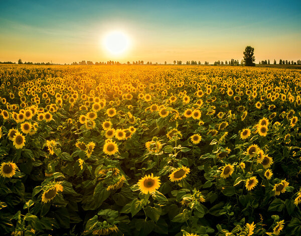 Field with blooming sunflowers on a background of sunset.