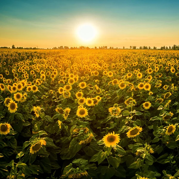 Veld met bloeiende zonnebloemen op een achtergrond van zonsondergang. — Stockfoto