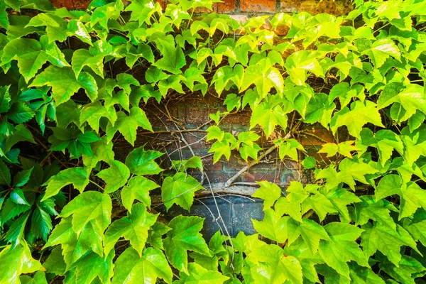 Parthenocissus tricuspidata sullo sfondo di un muro di mattoni . — Foto Stock