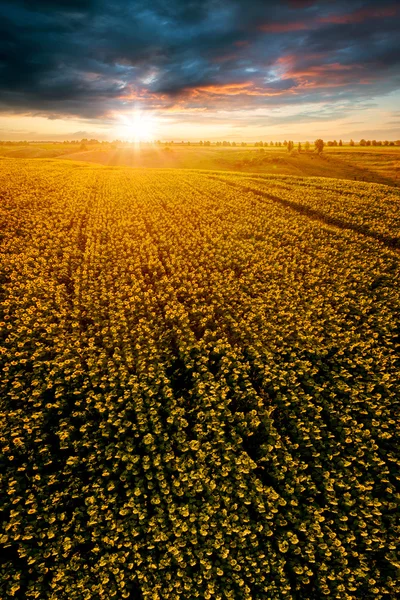 Feld mit blühenden Sonnenblumen vor dem Hintergrund des Sonnenuntergangs. — Stockfoto