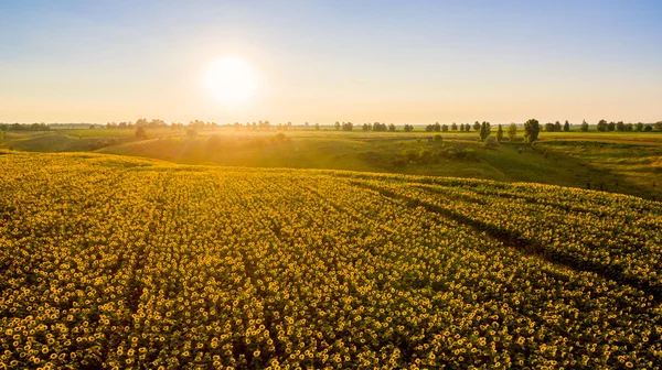 Champ avec tournesols en fleurs sur fond de coucher de soleil . — Photo