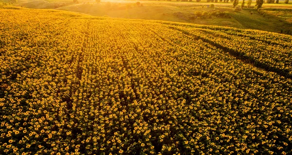 Pola z kwitnących słoneczników na tle zachodu słońca. — Zdjęcie stockowe