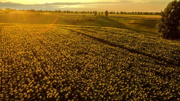 Campo con girasoli in fiore su uno sfondo di tramonto . — Foto Stock