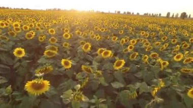 Çiçek açan ayçiçeği alanıyla. Havadan görünümü. Sayfanın Üstü. Yukarıdan. Video 4k.