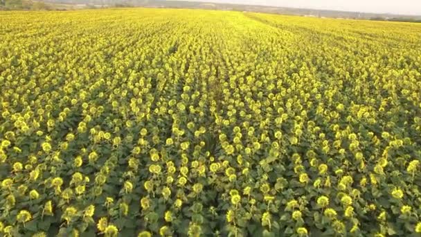 Campo con girasoli in fiore. Vista aerea. In alto. Dall'alto. Video 4k . — Video Stock