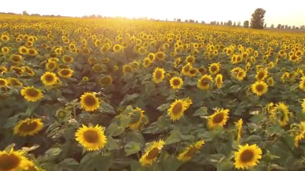 Field with blooming sunflowers. Aerial view. Top. From above. Video 4k. — Stock Video