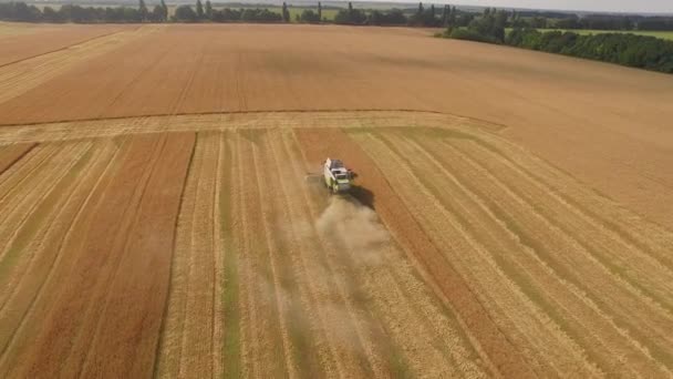 Récolteuse travaillant dans les champs et fauche le blé. Ukraine. Vidéo 4k . — Video