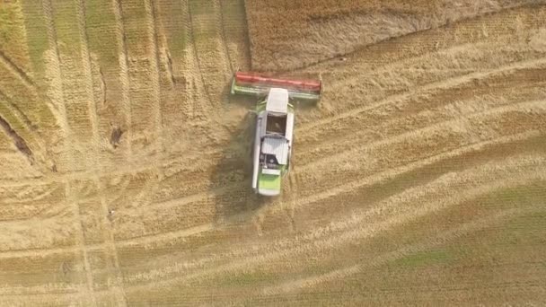 Harvester working in field and mows wheat. Ukraine. Video 4k. — Stock Video