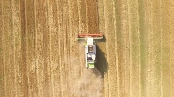 Maaimachine werkt in veld en maait tarwe. Oekraïne. 4k video. — Stockvideo