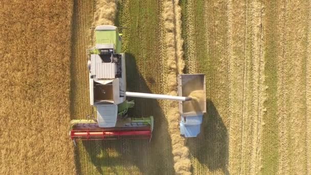 Харвестер работает в поле и косит пшеницу. Украина. Видео 4k . — стоковое видео