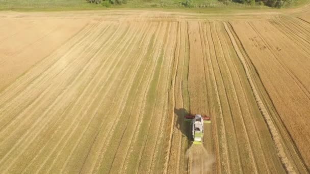 Cosechadora trabajando en el campo y siega trigo. Ucrania. Video 4k . — Vídeos de Stock