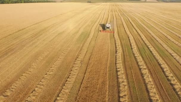 Harvester working in field and mows wheat. Ukraine. Video 4k. — Stock Video