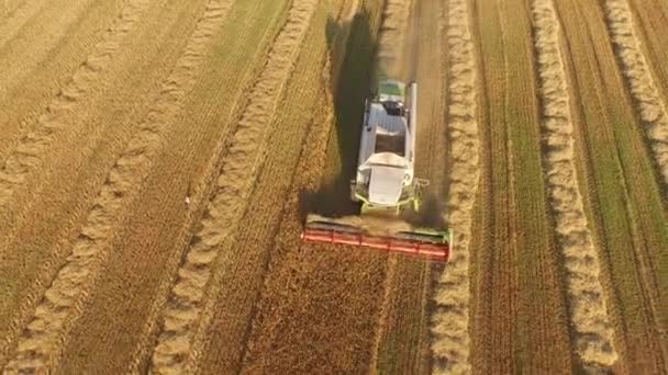 Maaimachine werkt in veld en maait tarwe. Oekraïne. 4k video. — Stockvideo