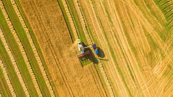 Innhøster som arbeider på åker og klipper hvete. Ukraina. Utsikt fra luftfartøy . – stockfoto