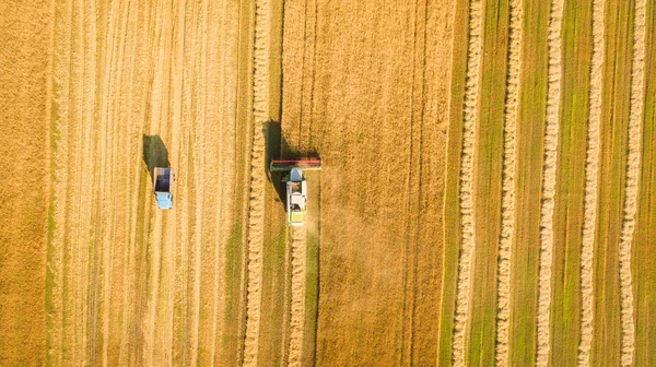 Cosechadora trabajando en el campo y siega trigo. Ucrania. Vista aérea . —  Fotos de Stock