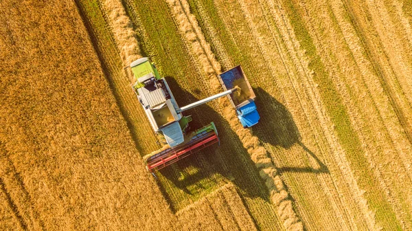 Récolteuse travaillant dans les champs et fauche le blé. Ukraine. Vue aérienne . — Photo