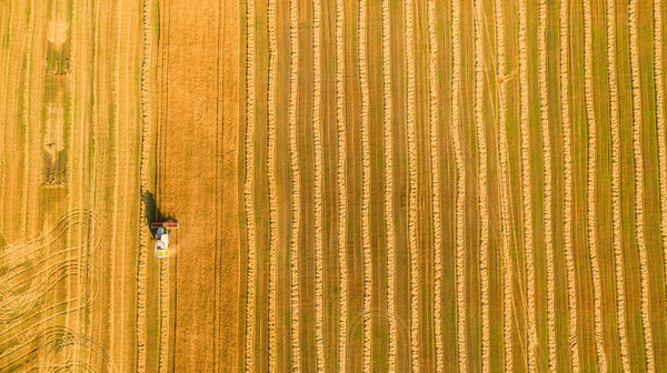 Harvester working in field and mows wheat. Ukraine. Aerial view.