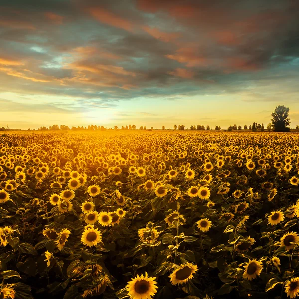 Feld mit blühenden Sonnenblumen vor dem Hintergrund des Sonnenuntergangs. — Stockfoto