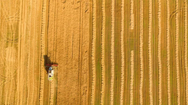 Kombajn v poli a žne pšenici. Ukrajina. Letecký pohled. — Stock fotografie