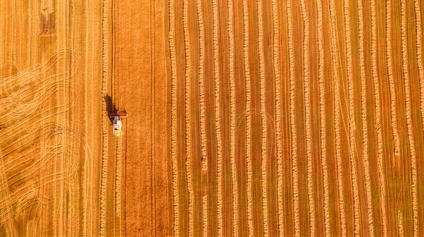 Harvester working in field and mows wheat. Ukraine. Aerial view.