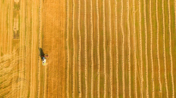 Cosechadora trabajando en el campo y siega trigo. Ucrania. Vista aérea . — Foto de Stock