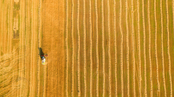 Harvester working in field and mows wheat. Ukraine. Aerial view.