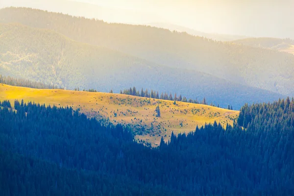 Alba sulle montagne dei Carpazi. Foresta di conifere e bordo verde — Foto Stock