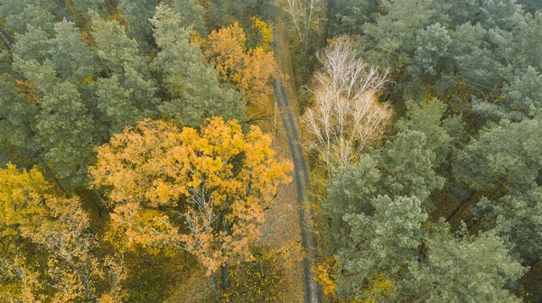 美丽的秋天森林从上面。空中景观 — 图库照片