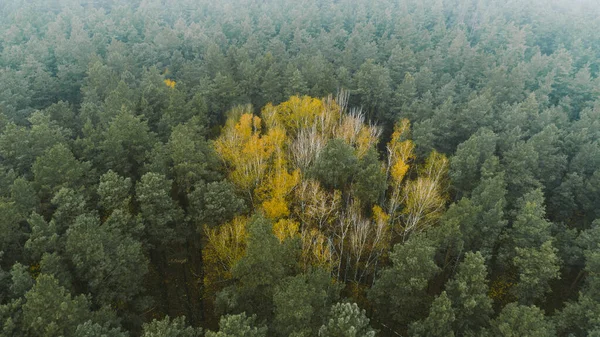 Beautiful autumn forest from above. Aerial view
