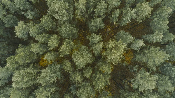 Yukarıdan güzel bir sonbahar ormanı. Hava görünümü — Stok fotoğraf