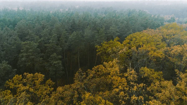 Прекрасний осінній ліс зверху. Вид з повітря — стокове фото