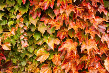 Kız üzümlerinin yapraklarıyla kaplı duvar..