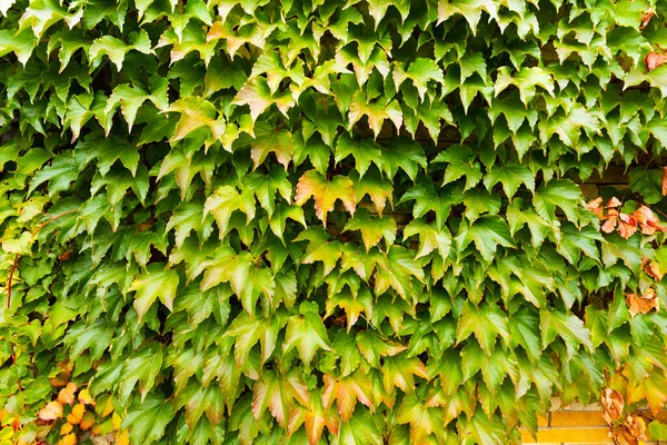 Parete coperta con foglie di chicchi d'uva da ragazza. — Foto Stock