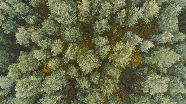 Beautiful autumn forest from above. Aerial view