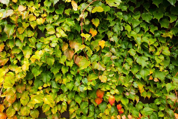 Parede coberta com folhas de uvas femininas. — Fotografia de Stock