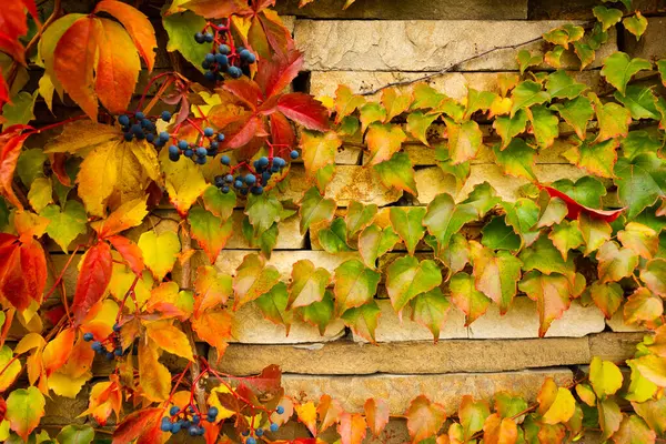 Стіна вкрита листям винограду дівчаток . — стокове фото