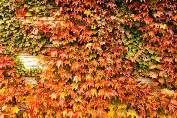Parete coperta con foglie di chicchi d'uva da ragazza. — Foto Stock