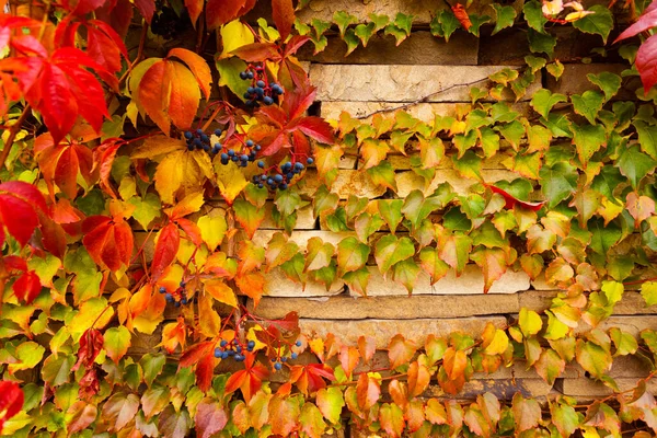 Parete coperta con foglie di chicchi d'uva da ragazza. — Foto Stock