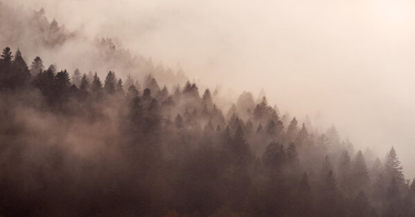 Beautiful fog in a Carpathian