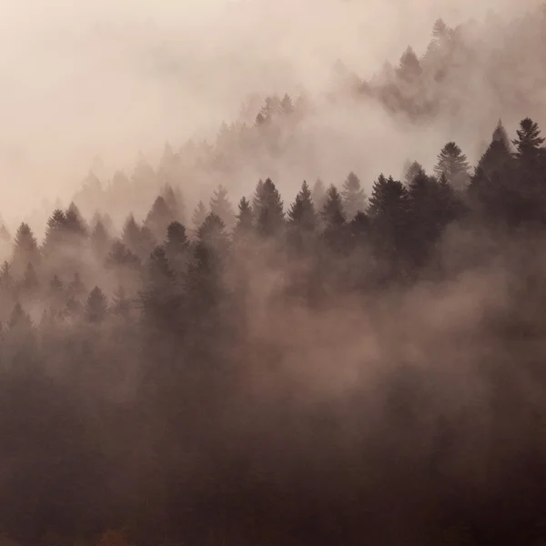 Vacker dimma i en Karpaterna — Stockfoto